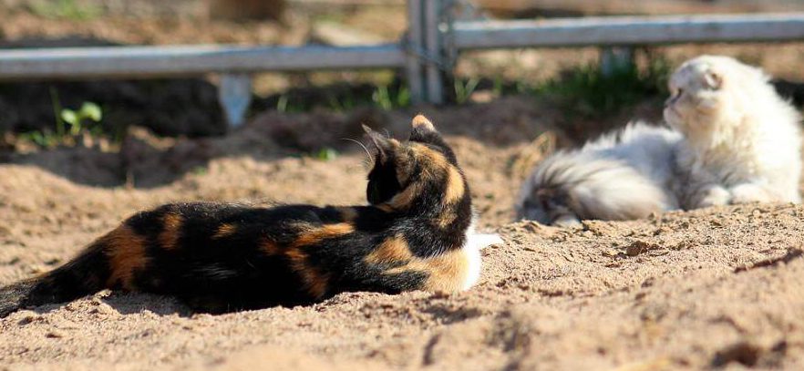 Katzenbabys bei der Geburt » Tobias Thiele