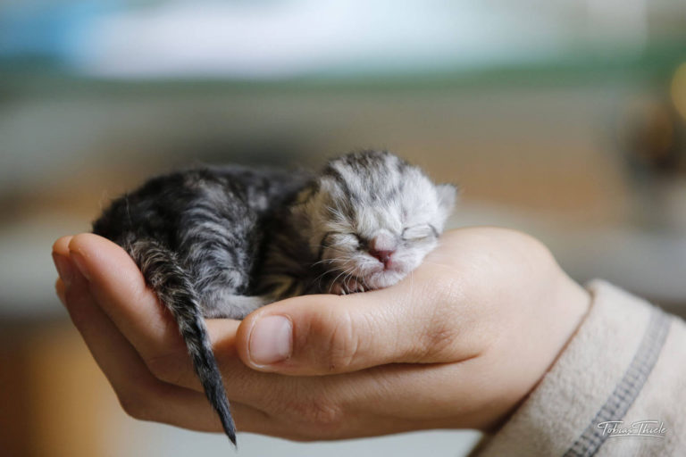 Wie Lange Baby Katzen Geburt